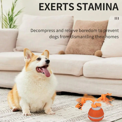 Dog decompressing and playing with motion-activated rolling ball toy