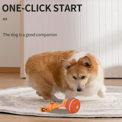 Corgi playing with one-click start interactive dog toy ball