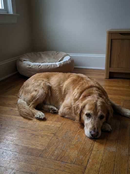 CozyNest Calming Orthopedic Pet Bed for Dogs & Cats
